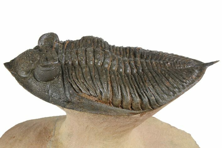 Zlichovaspis Trilobite With Small Reedops - Lghaft, Morocco #183719